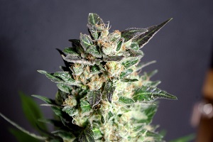 Delaware Cannabis Seeds
