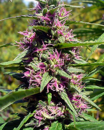 Critical Kush Feminized Cannabis Seeds