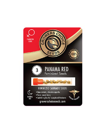 Panama Red Strain Seeds Pack