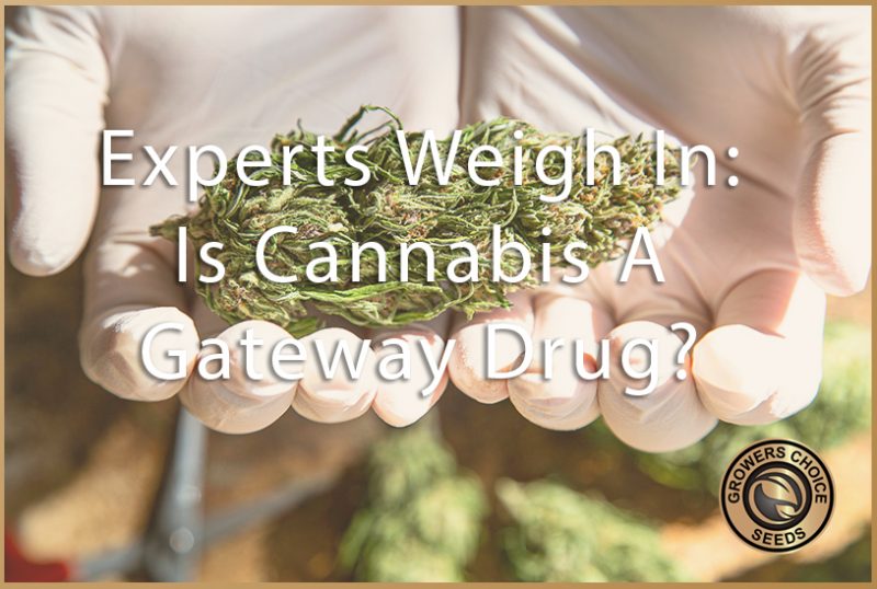 Is Cannabis A Gateway Drug? An Expert's Opinion