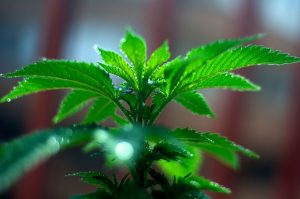 buy the best marijuana seeds in lehi