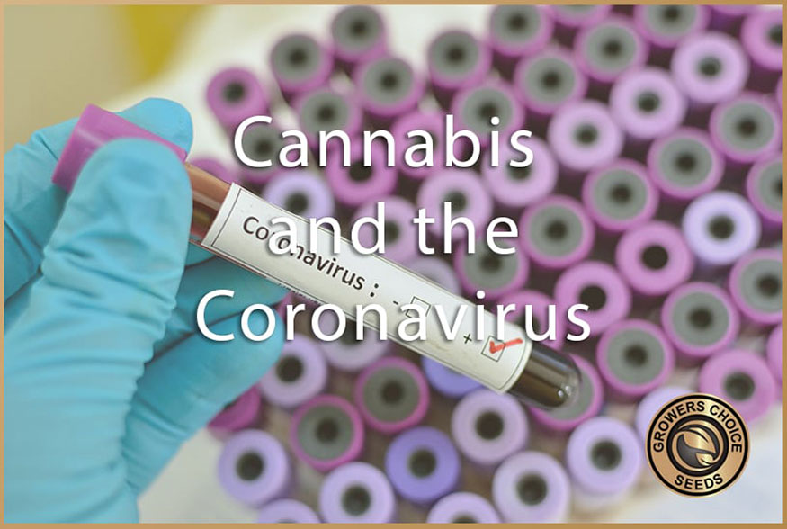 Cannabis And The Coronavirus