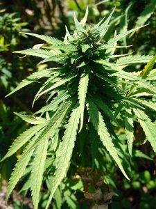 buy marijuana seeds in carlsbad
