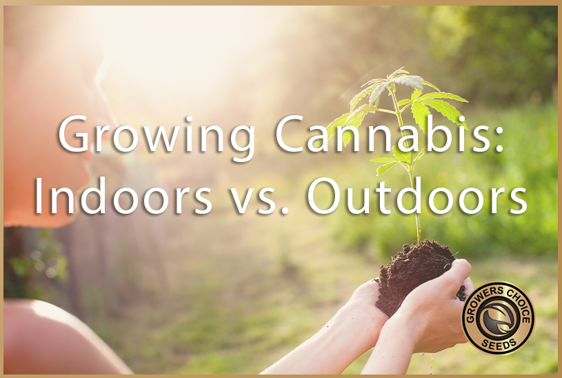 How Does Growing Indoors Or Outdoors Affect Cannabis Plants?