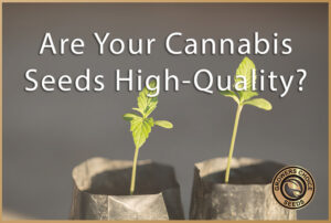 are your cannabis seeds high quality