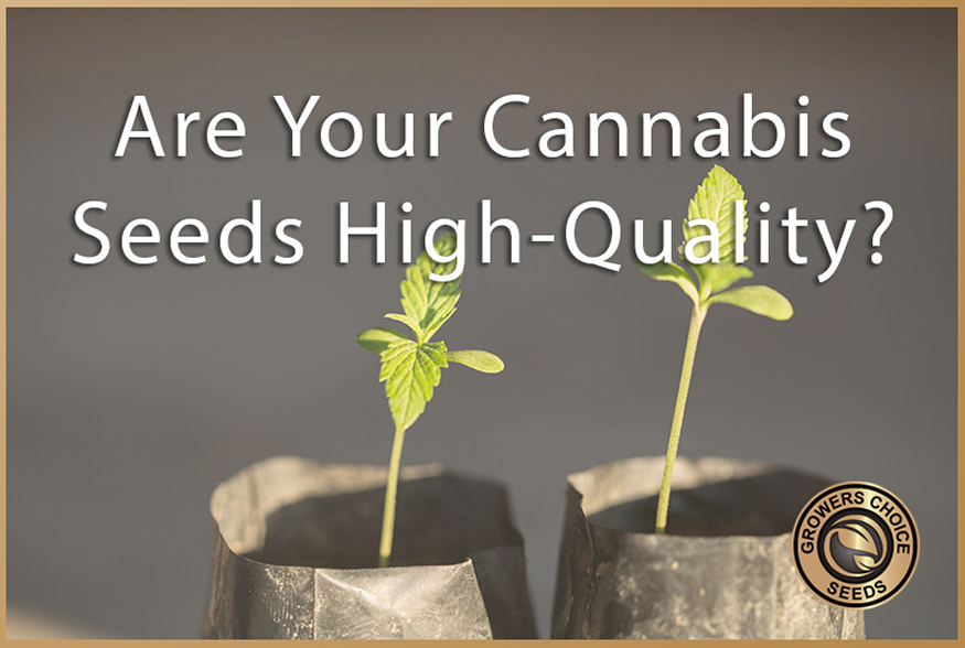 are your cannabis seeds high quality