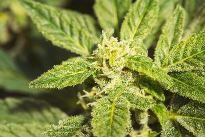 Cannabis Seeds For Sale in Bremerton Washington
