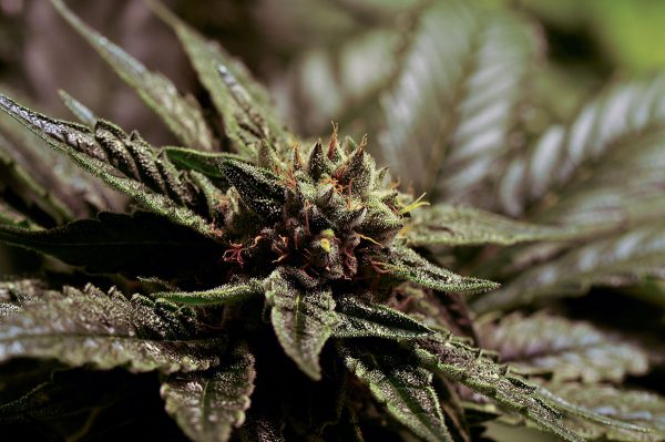 Buy cannabis seeds in Littleton Colorado