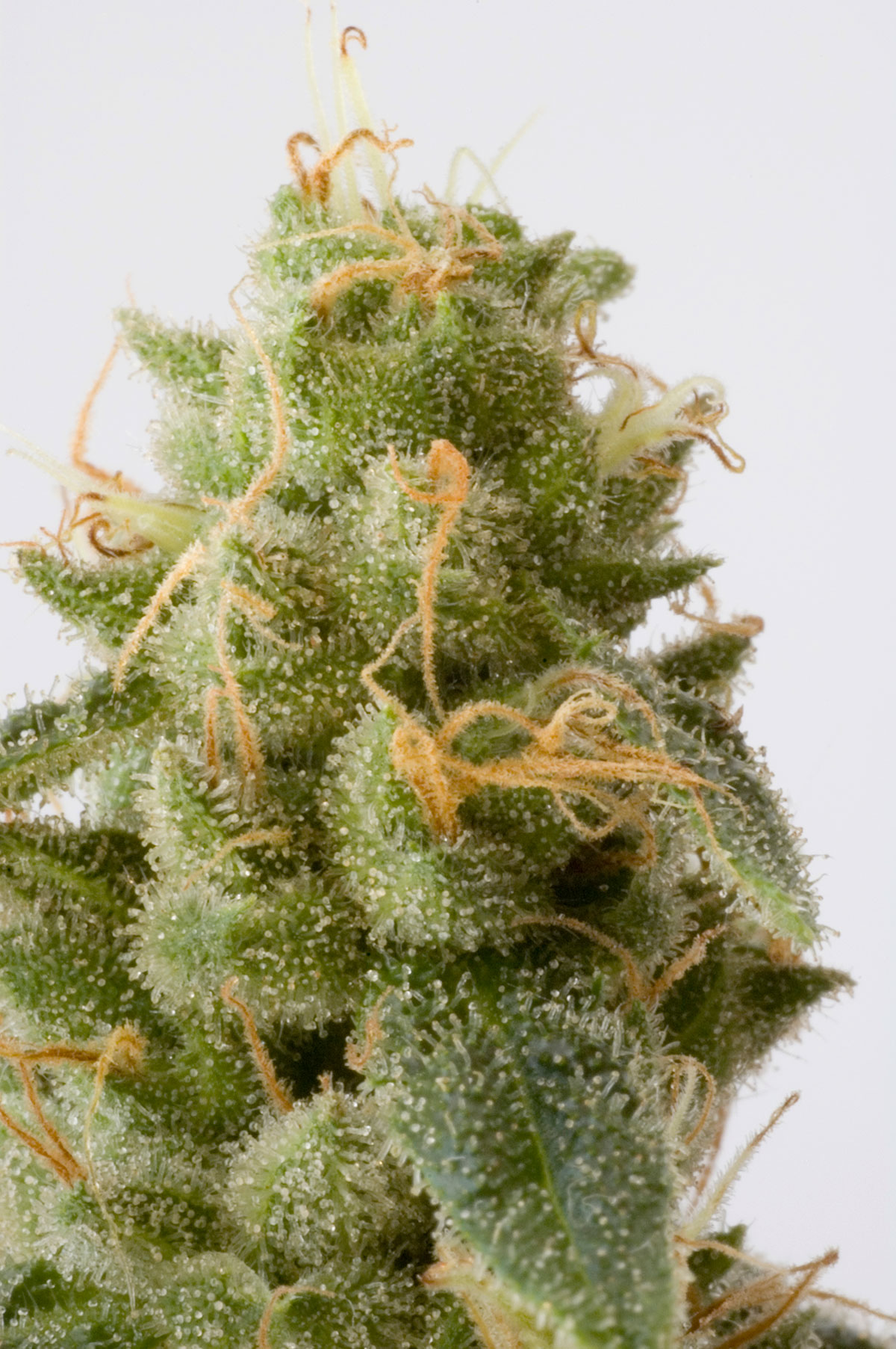 Order High-CBD Weed Seeds Online