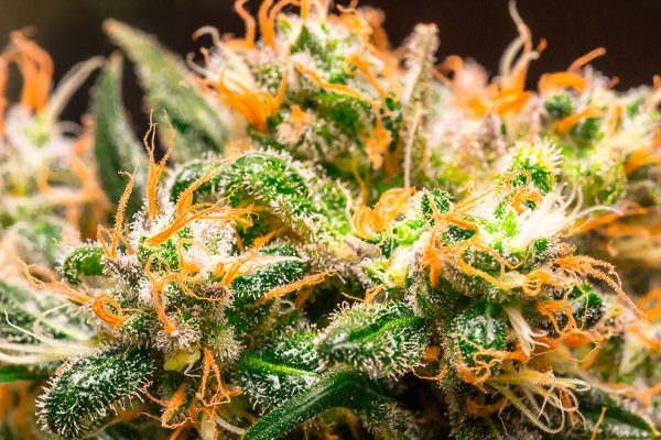 Cannabis Seeds For Sale in Clinton Iowa