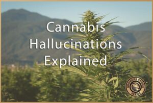 cannabis hallucinations explained