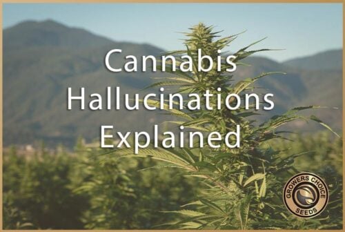 Cannabis Hallucinations Explained | Growers Choice Seeds