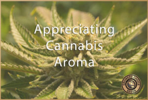 Appreciating cannabis aroma