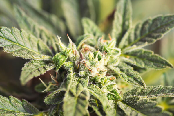 Buy cannabis in Brighton Colorado