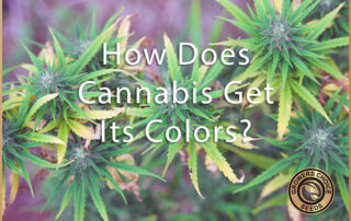cannabis colors