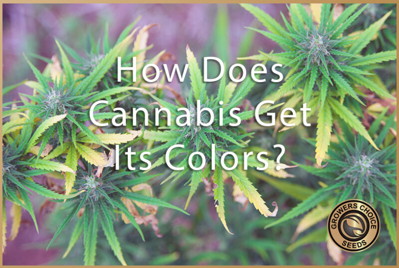 Normal Weed Color How Does Cannabis Get Its Color? | Growers Choice Seeds