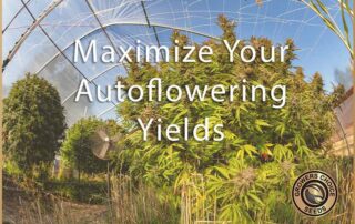 maximize your autoflowering yields