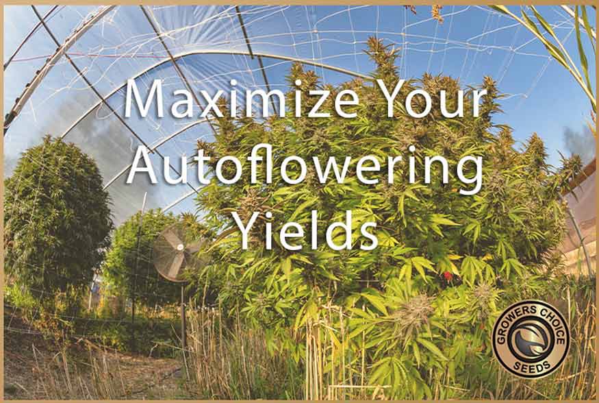 How To Maximize Your Autoflowering Yields
