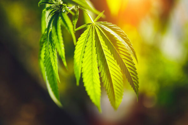 Buy cannabis seeds in Montrose Colorado