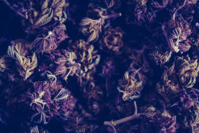 Cannabis Seeds For Sale in Wenatchee Washington