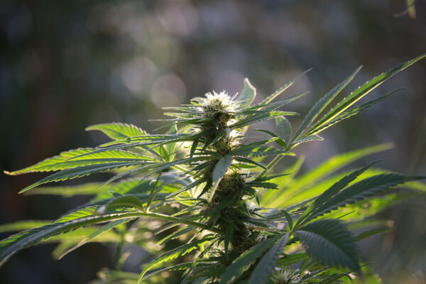 Buy cannabis seeds in Wheat Ridge Colorado