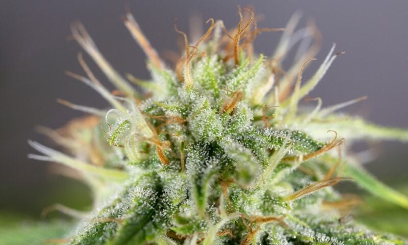 Wholesale Cannabis Seeds For Sale | Growers Choice Seeds