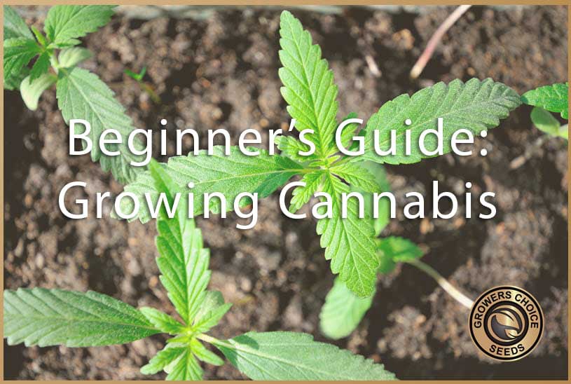 Cannabis Beginner: A Guide To Growing