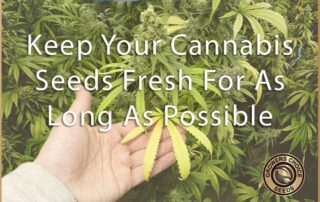 keep your cannabis seeds fresh for as long as possible