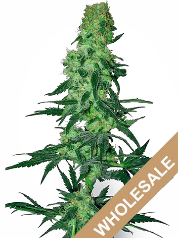 wholesale 9 Pound HammerFeminized Cannabis Seeds