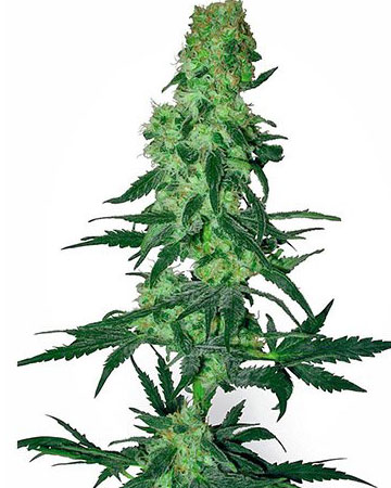 9 Pound Hammer Feminized Cannabis Seeds