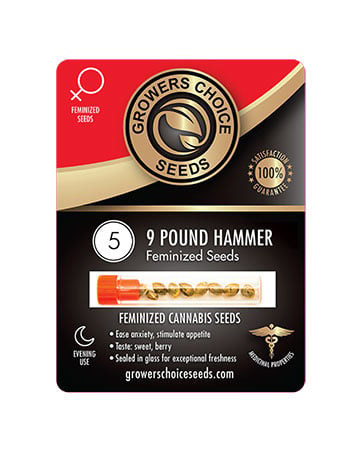 Buy 9lb Hammer Strain Seeds Pack