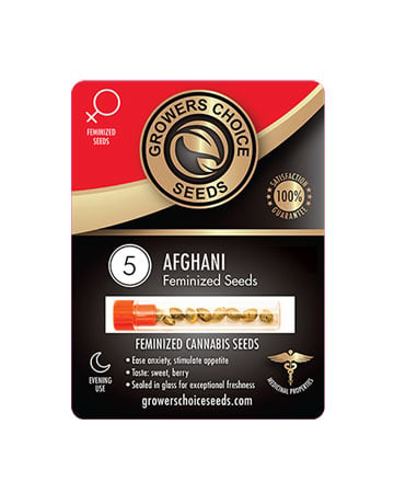 Buy Afghani Seeds Pack 5