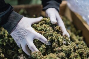 Buy Wholesale Cannabis Seeds