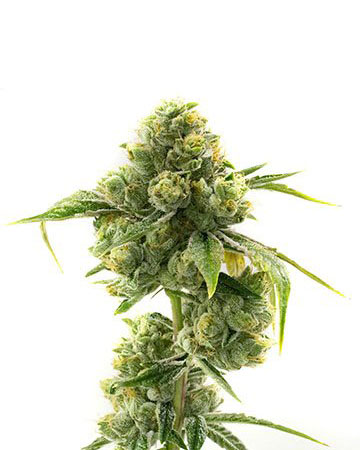 dutch treat cannabis plant grown from premium dutch treat seeds