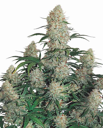 afghani kush plant grown from the very best afghani kush cannabis seeds