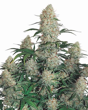 Strain of the Month: Gorilla Glue - Pure Oasis