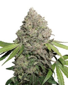 Buy Double Dream Feminized Cannabis Seeds