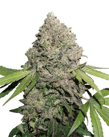 the best top cannabis seeds for sale double dream