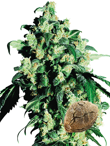 buy wholesale Master Kush Feminized Cannabis Seeds