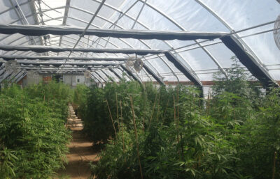 Cannabis Seeds For Sale in Pullman Washington