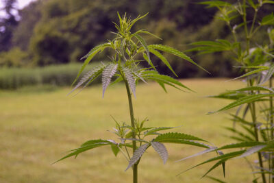 Cannabis Seeds For Sale in SeaTac Washington