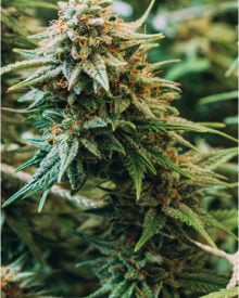 Buy Master Kush Feminized Cannabis Seeds