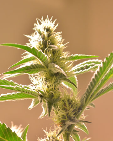berry white cannabis plant grown from premium berry white cannabis seeds