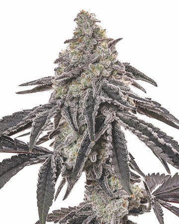 Chocolope cannabis plant grown from premium Chocolope feminized seeds