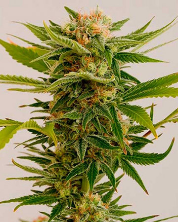 Get Afgoo Feminized Cannabis Seeds