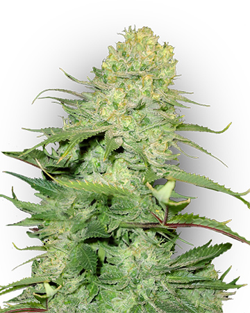 top cannabis seeds for sale get pez