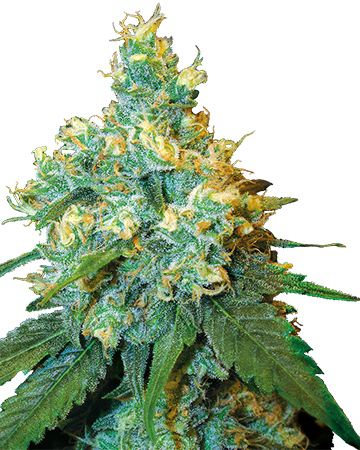 Regular Seeds: Lavender Haze