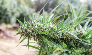 get Montana Marijuana Seeds