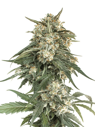 buy top cannabis seeds tangie