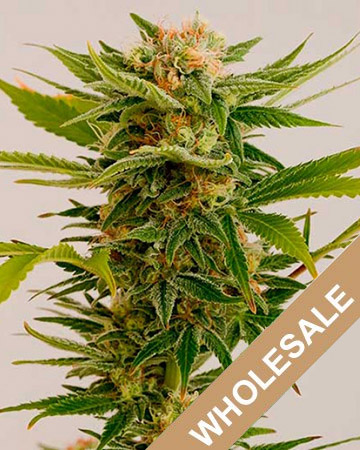 get Wholesale Afgoo Feminized Cannabis Seeds